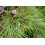 SAFLAX  - Mittelmeerpinie - Pinus - 6 Samen - Mit Substrat 7