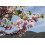 SAFLAX  - Liebesbaum - Cercis - 60 Samen - Mit Substrat 4