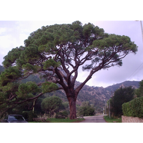 SAFLAX  - Mittelmeerpinie - Pinus - 6 Samen 2
