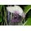 SAFLAX - Géant népalais - Fleur chauve-souris - 10 graines - Tacca nevia white 2