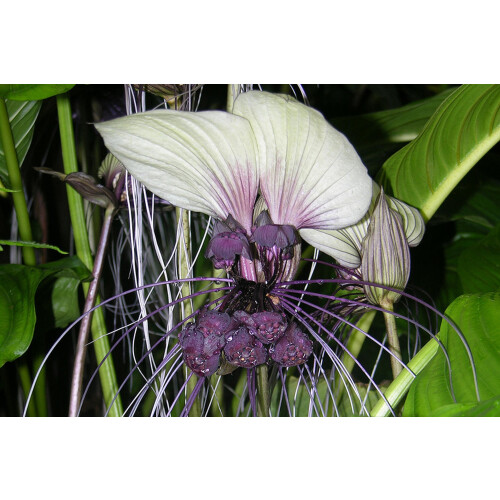 SAFLAX - Géant népalais - Fleur chauve-souris - 10 graines - Tacca nevia white 1