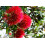 SAFLAX  - Eisenholzbaum - Metrosideros - 300 Samen 5