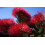 SAFLAX  - Eisenholzbaum - Metrosideros - 300 Samen 4
