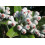 SAFLAX  - Eisenholzbaum - Metrosideros - 300 Samen - Mit Substrat 7