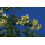 SAFLAX  - Moringa - Moringa - 10 Samen - Mit Substrat 3