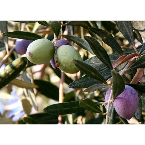 SAFLAX  - Ölbaum - Olea - 20 Samen 2
