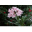 SAFLAX  - Oleander - Nerium - 50 Samen - Mit Substrat 8