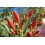 SAFLAX  - Oleander - Nerium - 50 Samen 3