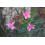 SAFLAX  - Oleander - Nerium - 50 Samen 2
