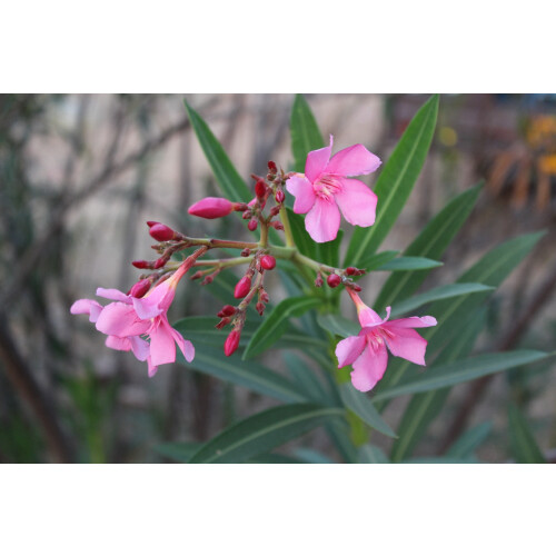SAFLAX  - Oleander - Nerium - 50 Samen 1