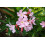 SAFLAX  - Oleander - Nerium - 50 Samen 4