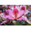 SAFLAX  - Orchideenbaum - Bauhinia - 8 Samen 5