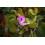 SAFLAX  - Orchideenbaum - Bauhinia - 8 Samen 6
