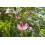 SAFLAX  - Orchideenbaum - Bauhinia - 8 Samen - Mit Substrat 4