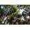 SAFLAX  - Palmettopalme - Sabal - 8 Samen - Mit Substrat 5