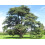 SAFLAX  - Atlaszeder - Cedrus - 20 Samen 2
