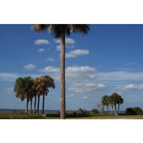 SAFLAX  - Palmettopalme - Sabal - 8 Samen 1