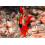 SAFLAX  - Papageischnabel - Clianthus - 20 Samen 2