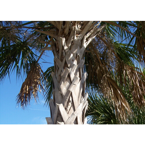 SAFLAX  - Palmettopalme - Sabal - 8 Samen 2