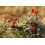 SAFLAX  - Papageischnabel - Clianthus - 20 Samen - Mit Substrat 4