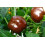SAFLAX  - Paprika – Chocolate - Capsicum - 10 Samen 2