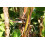 SAFLAX  - Paradiesvogelblume - Strelitzia - 5 Samen - Mit Substrat 4
