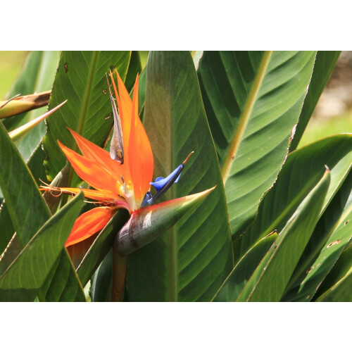 SAFLAX  - Paradiesvogelblume - Strelitzia - 5 Samen 2