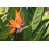 SAFLAX  - Paradiesvogelblume - Strelitzia - 5 Samen - Mit Substrat 4