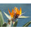 SAFLAX  - Paradiesvogelblume - Strelitzia - 5 Samen - Mit Substrat 7