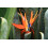 SAFLAX  - Paradiesvogelblume - Strelitzia - 5 Samen - Mit Substrat 3
