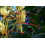 SAFLAX  - Schmetterlingsblume - Hedychum - 10 Samen 3