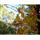 SAFLAX  - Schmetterlingsblume - Hedychum - 10 Samen 4