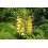 SAFLAX  - Schmetterlingsblume - Hedychum - 10 Samen - Mit Substrat 6