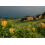 SAFLAX  - Schmetterlingsblume - Hedychum - 10 Samen - Mit Substrat 3