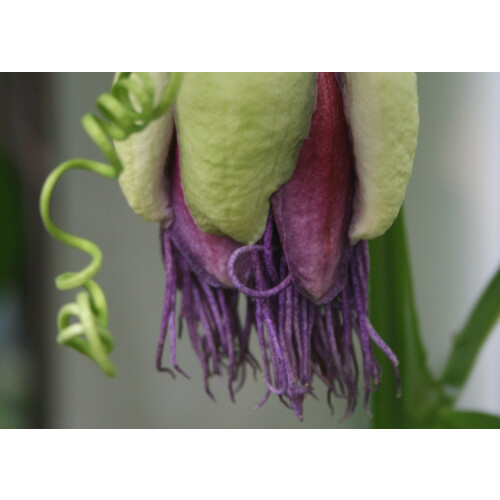 SAFLAX  - Königsgranadilla - Passiflora - 12 Samen 1