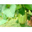 SAFLAX  - Königsgranadilla - Passiflora - 12 Samen 3