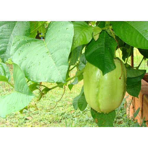 SAFLAX  - Königsgranadilla - Passiflora - 12 Samen 2
