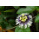 SAFLAX  - Purpurgranadilla - Passiflora - 40 Samen - Mit Substrat 6