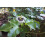 SAFLAX  - Purpurgranadilla - Passiflora - 40 Samen - Mit Substrat 3