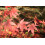 SAFLAX - Arce japonés - 20 semillas - Acer 3