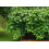 SAFLAX  - Königsgranadilla - Passiflora - 12 Samen - Mit Substrat 5