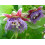 SAFLAX  - Königsgranadilla - Passiflora - 12 Samen - Mit Substrat 6