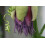 SAFLAX  - Königsgranadilla - Passiflora - 12 Samen - Mit Substrat 3