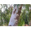 SAFLAX  - Roter Flusseucalyptus - Eucalyptus - 200 Samen 6