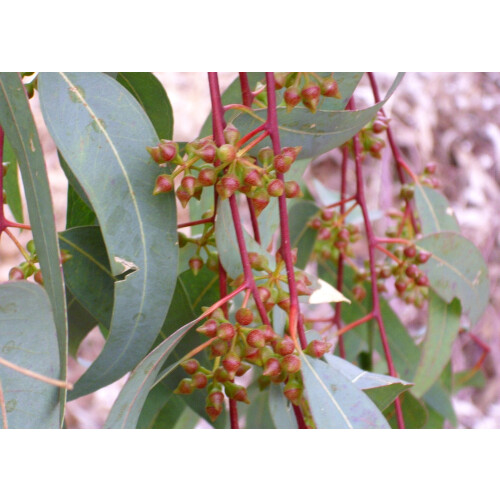 SAFLAX  - Roter Flusseucalyptus - Eucalyptus - 200 Samen 2