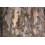 SAFLAX  - Roter Flusseucalyptus - Eucalyptus - 200 Samen 7