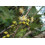 SAFLAX  - Roter Flusseucalyptus - Eucalyptus - 200 Samen - Mit Substrat 3