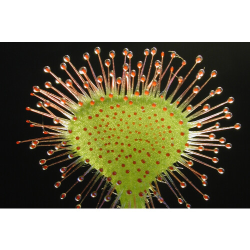 SAFLAX  - Rundblättriger Sonnentau - Drosera - 50 Samen 2