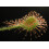 SAFLAX  - Rundblättriger Sonnentau - Drosera - 50 Samen 4