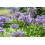 SAFLAX  - Schmucklilie - Agapanthus - 50 Samen 7